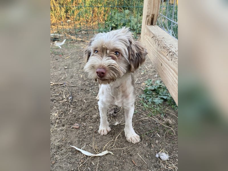 Mini Tibet-Terrier-Malteser-Bichon Mix SUZI sucht eine Familie!
