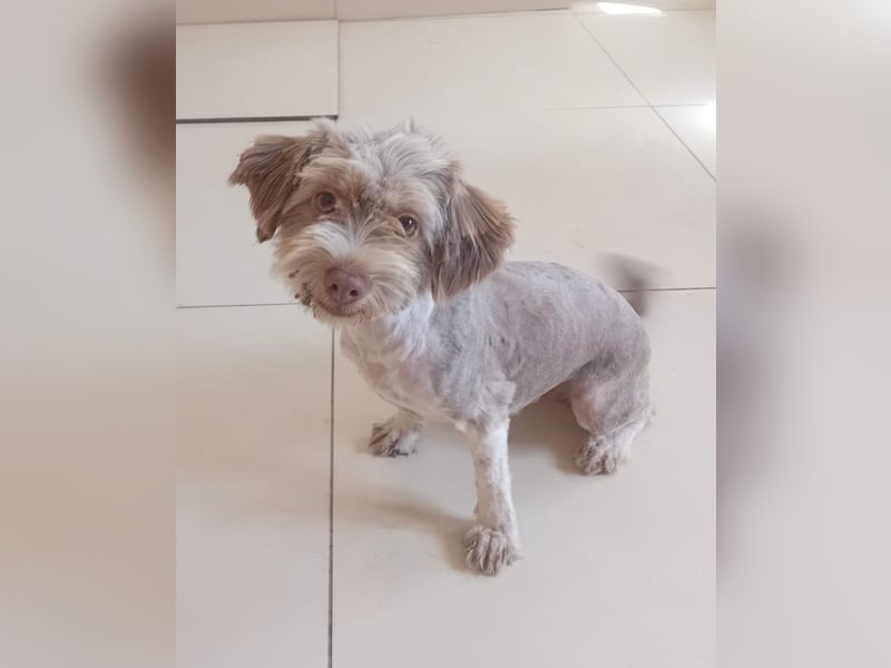 Mini Tibet-Terrier-Malteser-Mix ELLA sucht eine Familie!