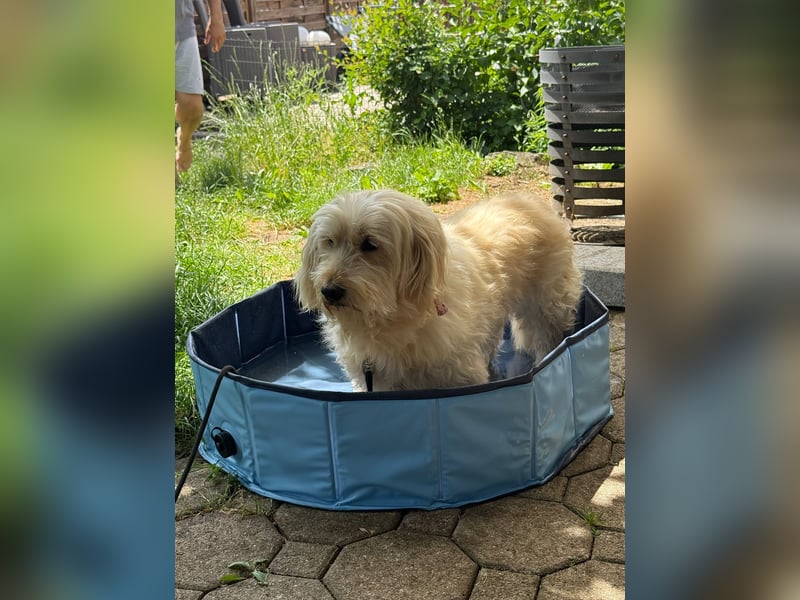 Winnie kann im Schwarzwald besucht werden