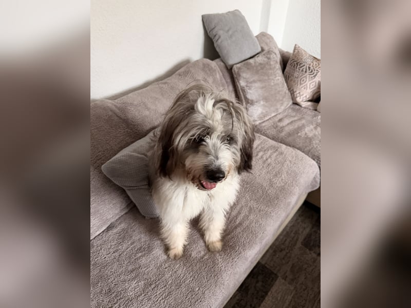 Teddy sucht zu Hause - Tibet-Terrier-Mix