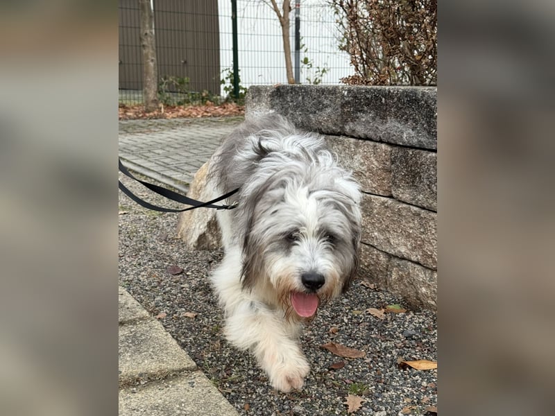 Teddy sucht zu Hause - Tibet-Terrier-Mix