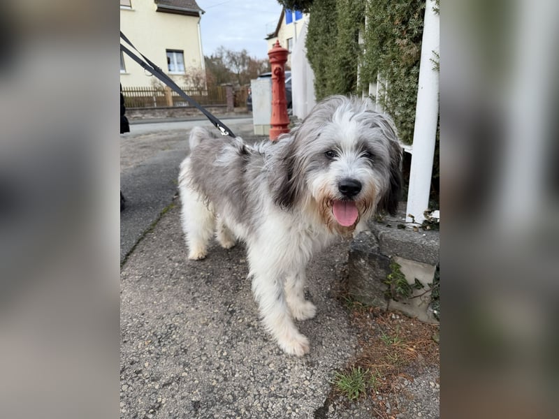 Teddy sucht zu Hause - Tibet-Terrier-Mix
