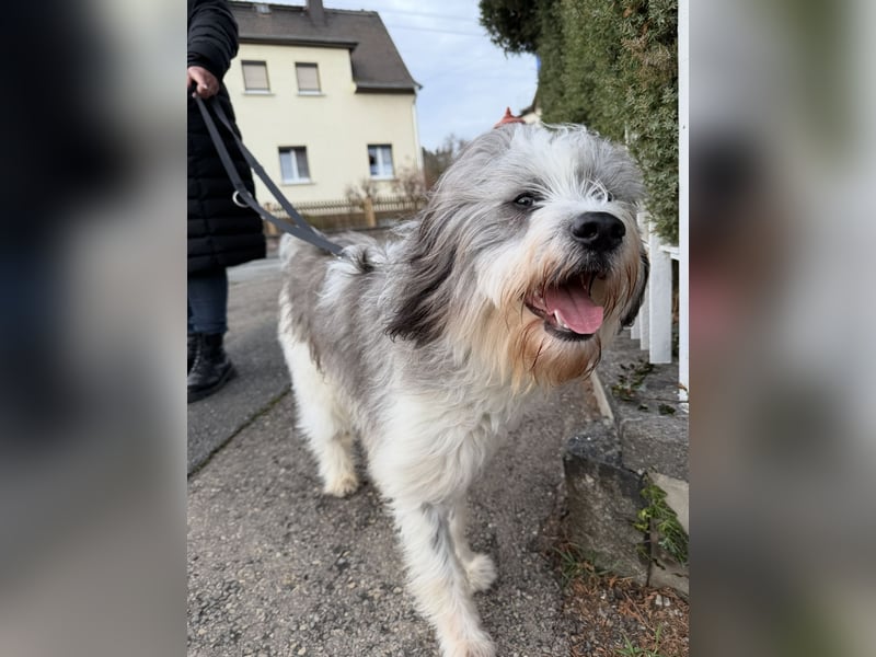 Teddy sucht zu Hause - Tibet-Terrier-Mix