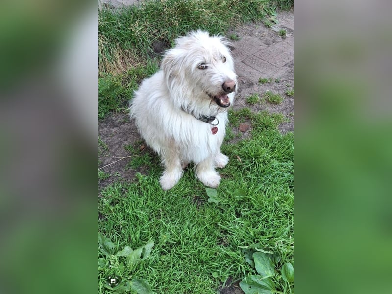 Vom schüchternen Wuschel zum Kuschelbär