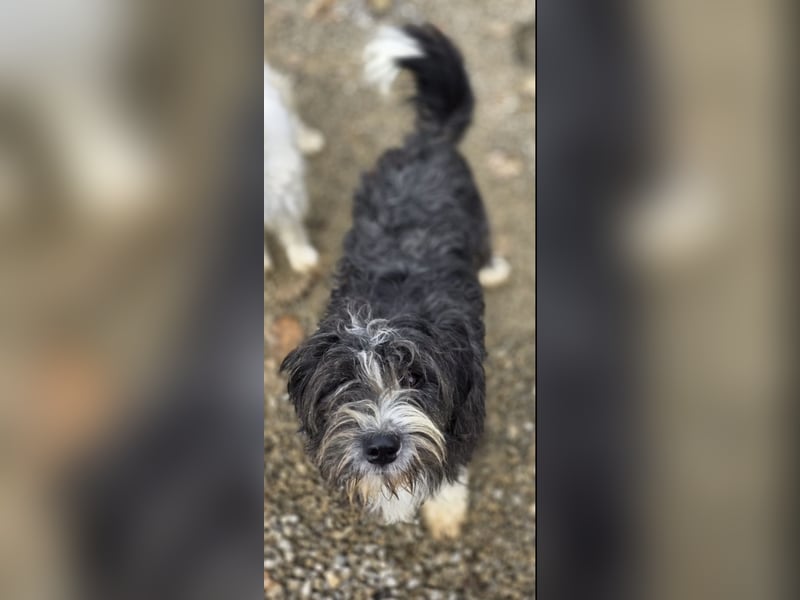 Noori sehnt sich nach einer Familie