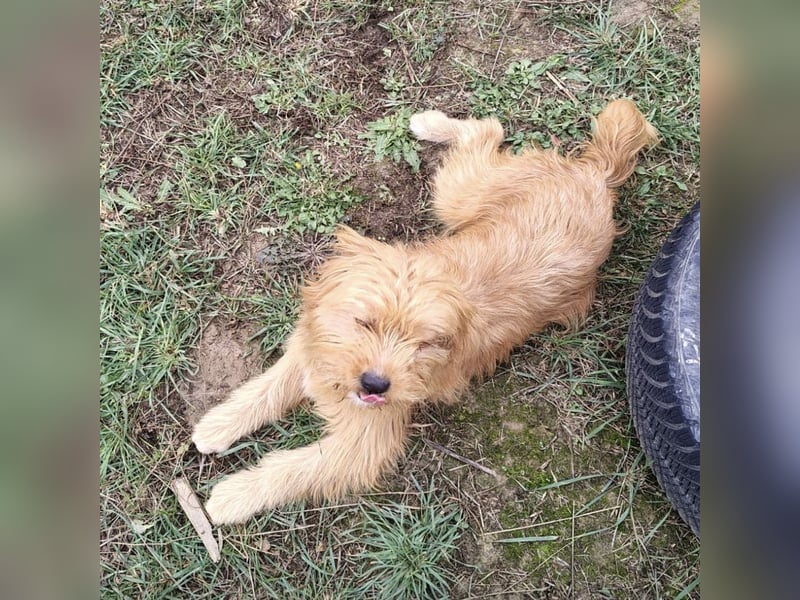 Gitta eine freundliche liebe Hündin