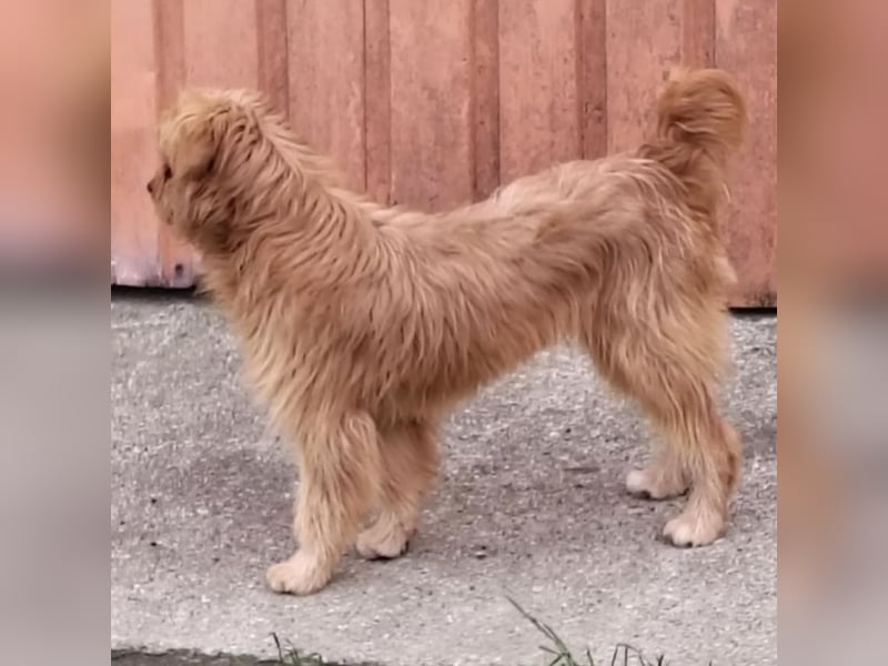 Gitta eine freundliche liebe Hündin