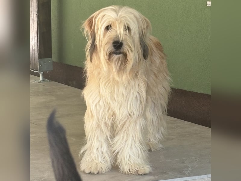 Shai ein Seelenhund