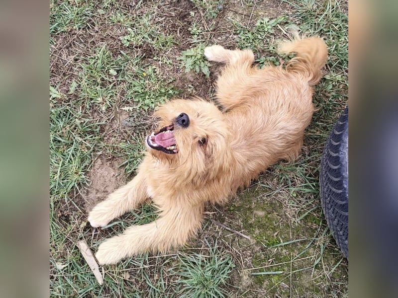 Gitta eine freundliche liebe Hündin