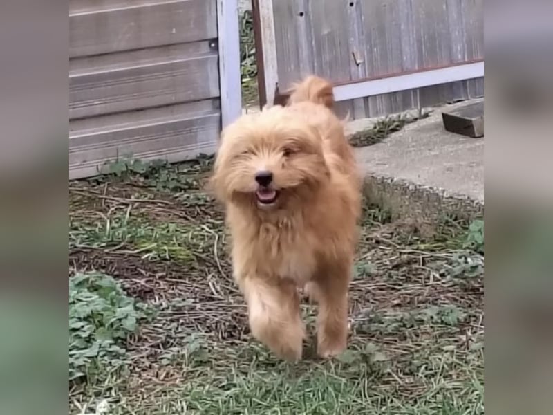 Gitta eine freundliche liebe Hündin