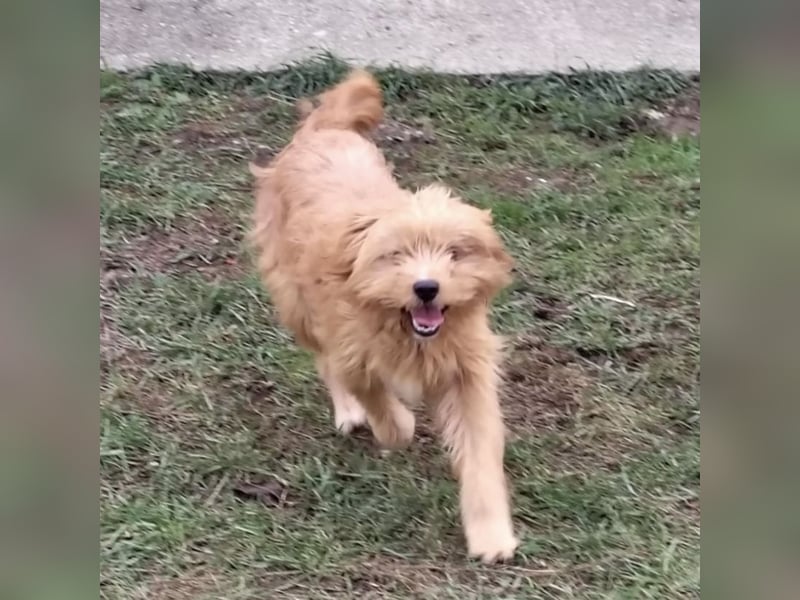 Gitta eine freundliche liebe Hündin