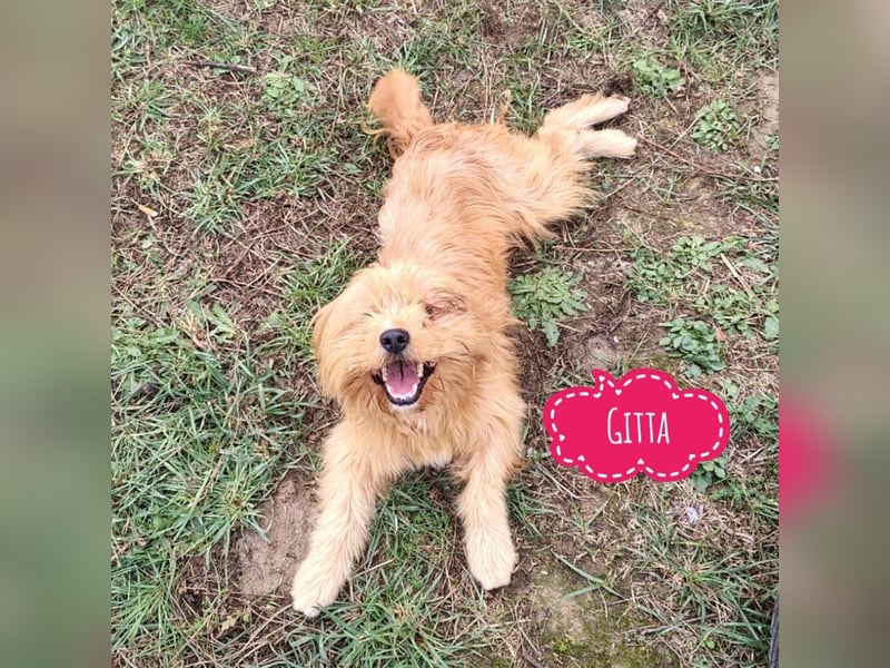 Gitta eine freundliche liebe Hündin