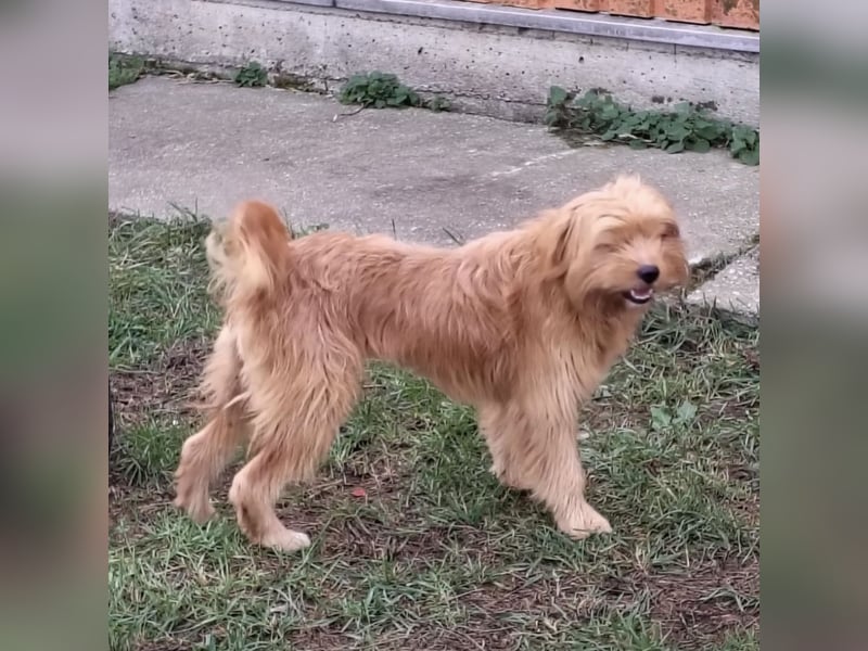 Gitta eine freundliche liebe Hündin