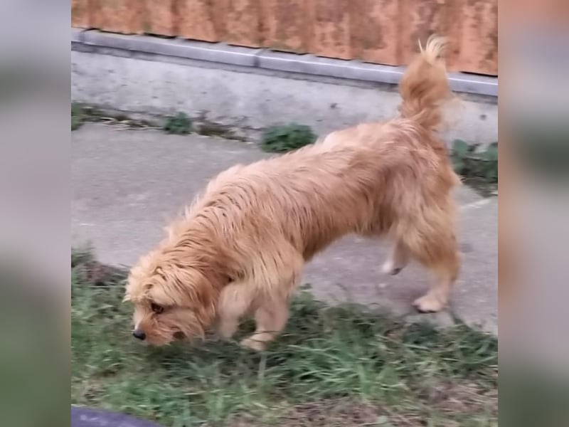 Gitta eine freundliche liebe Hündin