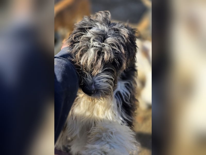 Noori sehnt sich nach einer Familie