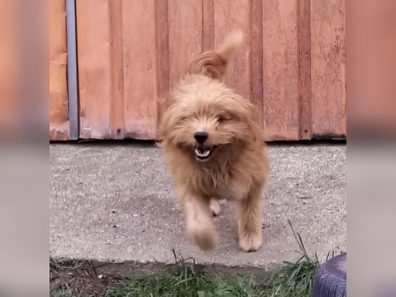 Gitta eine freundliche liebe Hündin