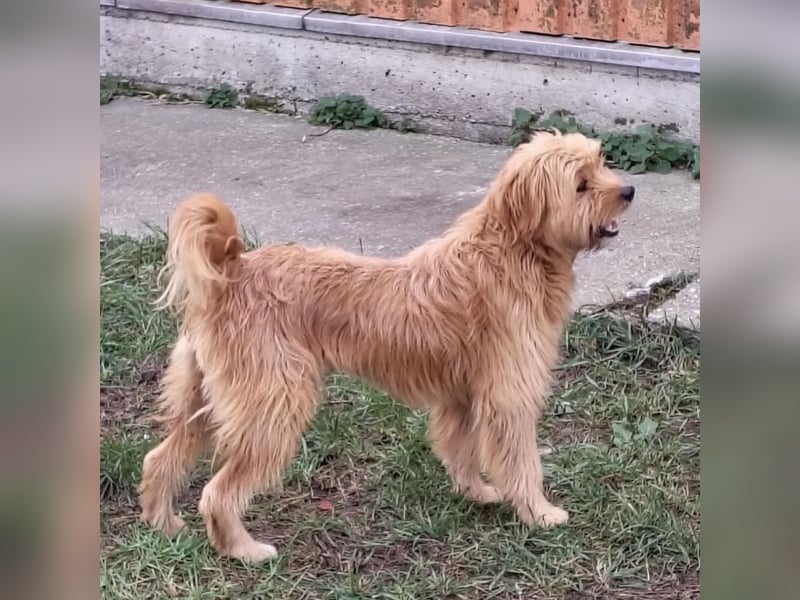 Gitta eine freundliche liebe Hündin