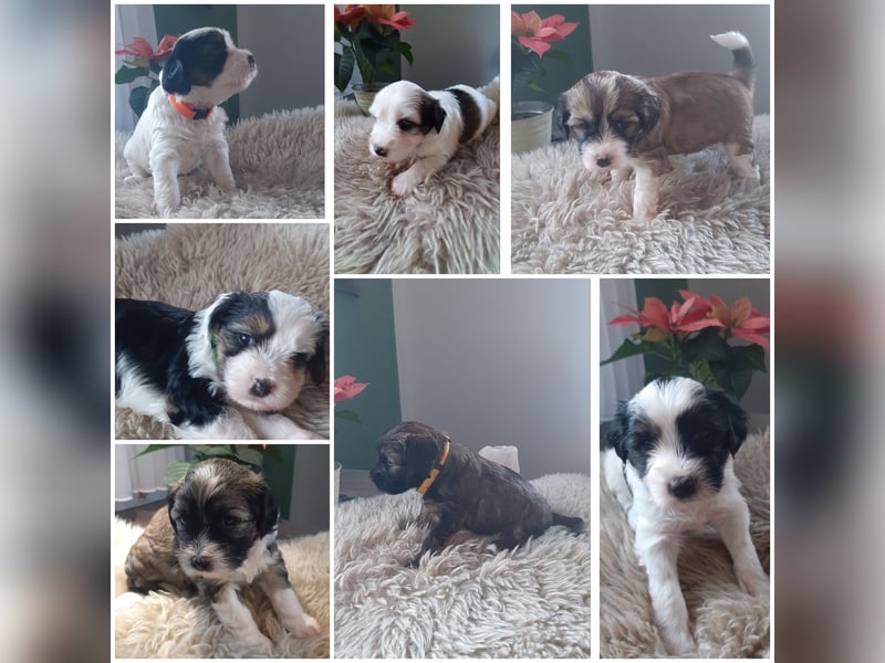 Wunderschöne Tibet-Terrier Welpen abzugebenen