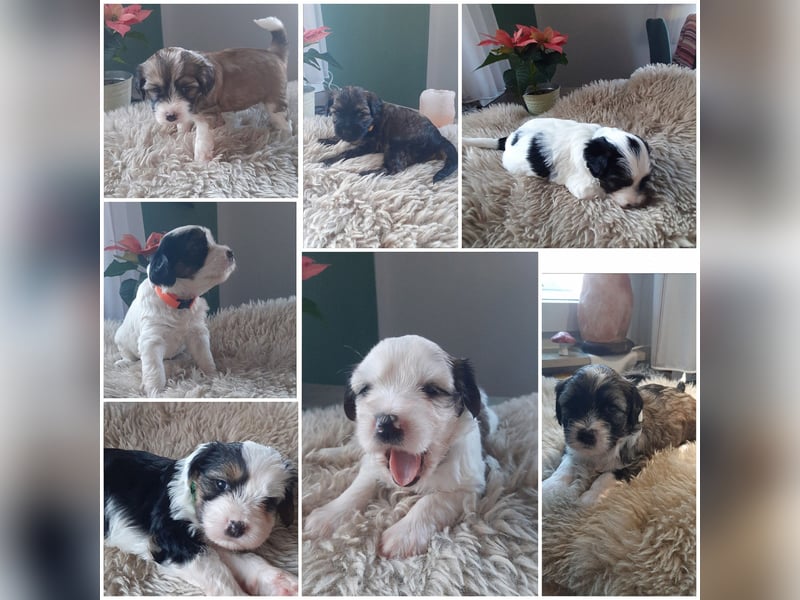 Wunderschöne Tibet-Terrier Welpen abzugebenen