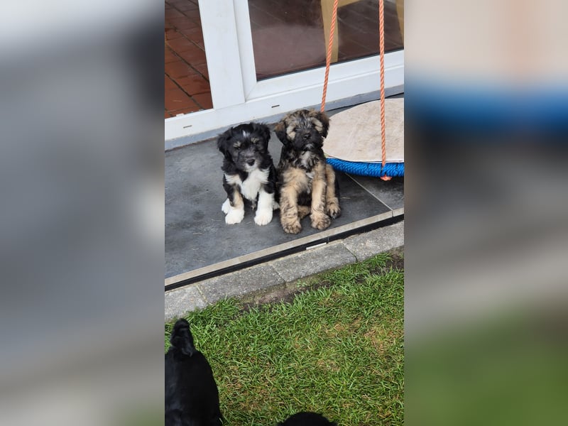 Flynn - zobelfarbener Tibet Terrier Puppy 12 Wochen alt, sucht sein neues Zuhause