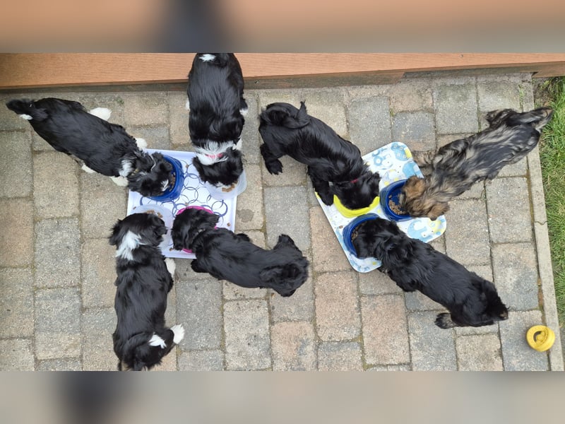 Flynn - zobelfarbener Tibet Terrier Puppy 12 Wochen alt, sucht sein neues Zuhause
