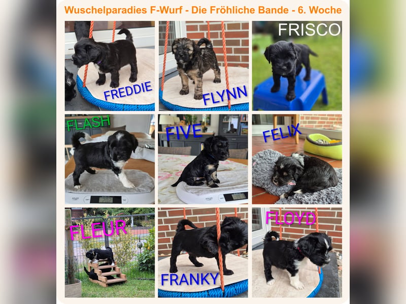 Unsere Fröhliche Bande sucht ein neues Zuhause