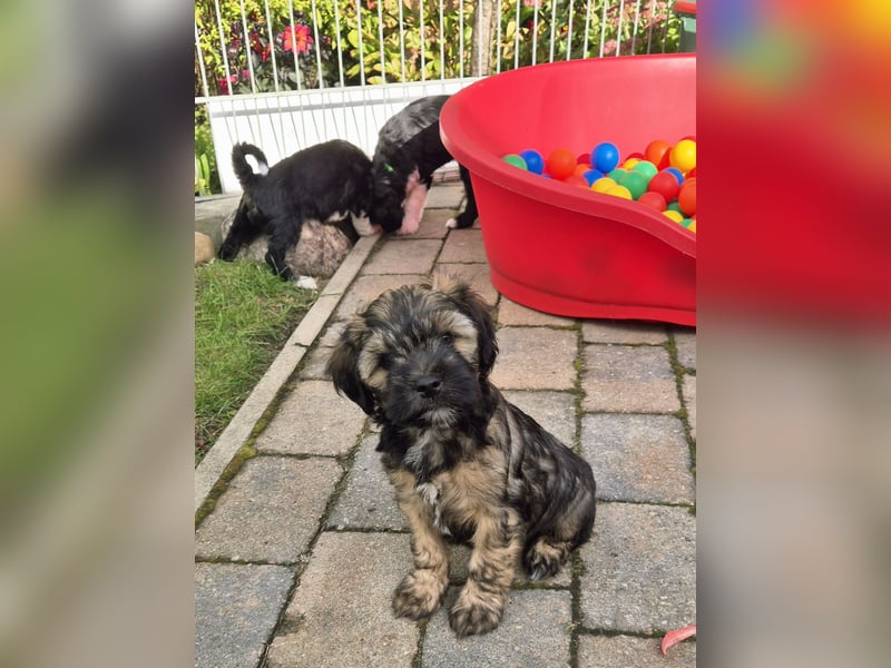 Flynn - zobelfarbener Tibet Terrier Puppy 12 Wochen alt, sucht sein neues Zuhause