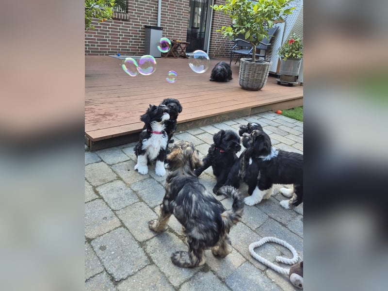 Flynn - zobelfarbener Tibet Terrier Puppy 12 Wochen alt, sucht sein neues Zuhause