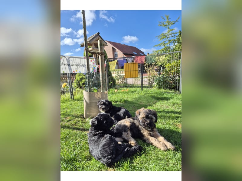 Flynn - zobelfarbener Tibet Terrier Puppy 12 Wochen alt, sucht sein neues Zuhause