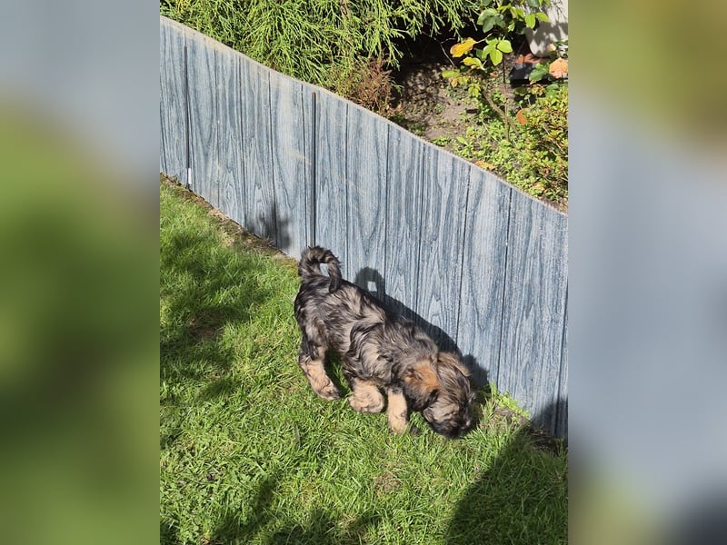 Flynn - zobelfarbener Tibet Terrier Puppy 12 Wochen alt, sucht sein neues Zuhause