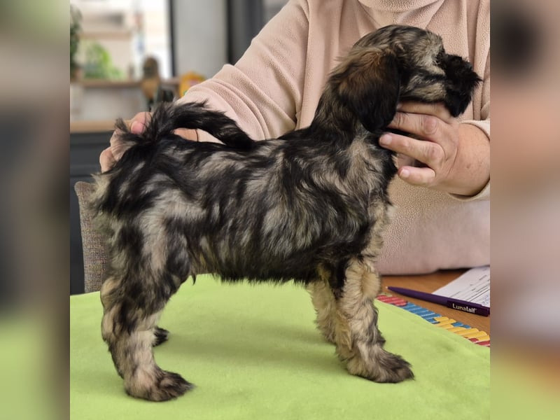 Flynn - zobelfarbener Tibet Terrier Puppy 12 Wochen alt, sucht sein neues Zuhause