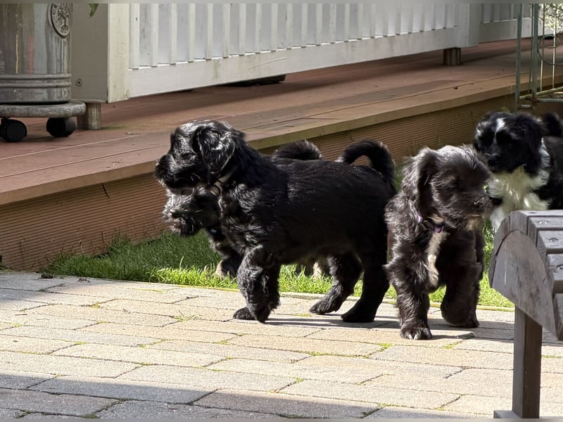 Unsere Fröhliche Bande sucht ein neues Zuhause