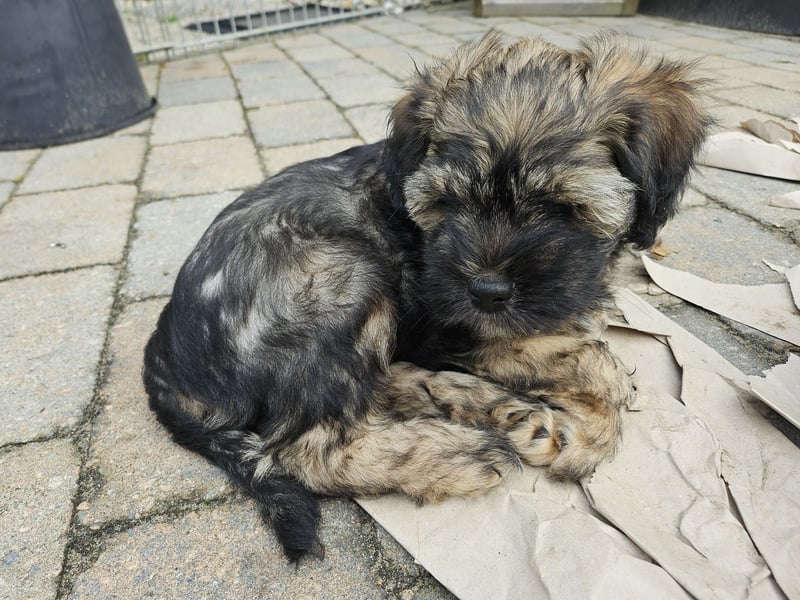 Flynn - zobelfarbener Tibet Terrier Puppy 12 Wochen alt, sucht sein neues Zuhause