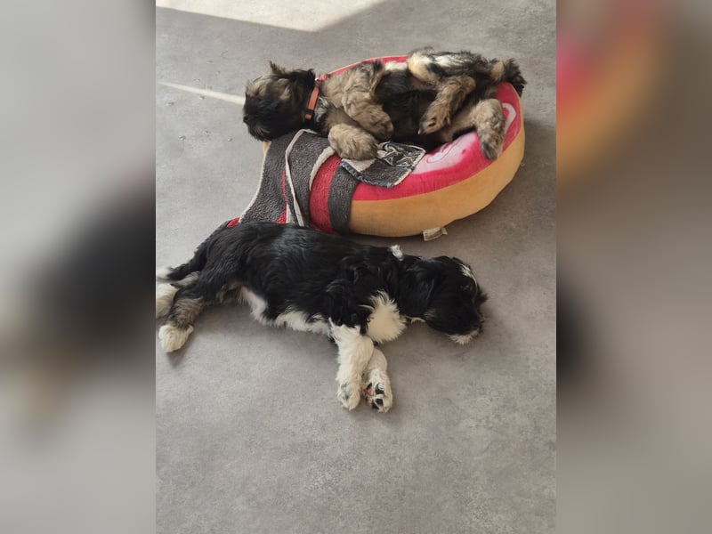 Flynn - zobelfarbener Tibet Terrier Puppy 12 Wochen alt, sucht sein neues Zuhause