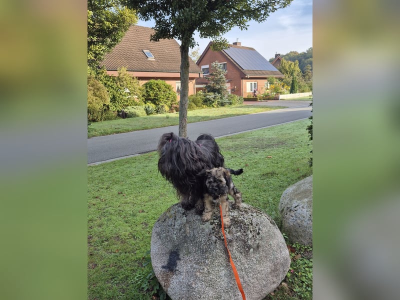 Flynn - zobelfarbener Tibet Terrier Puppy 12 Wochen alt, sucht sein neues Zuhause