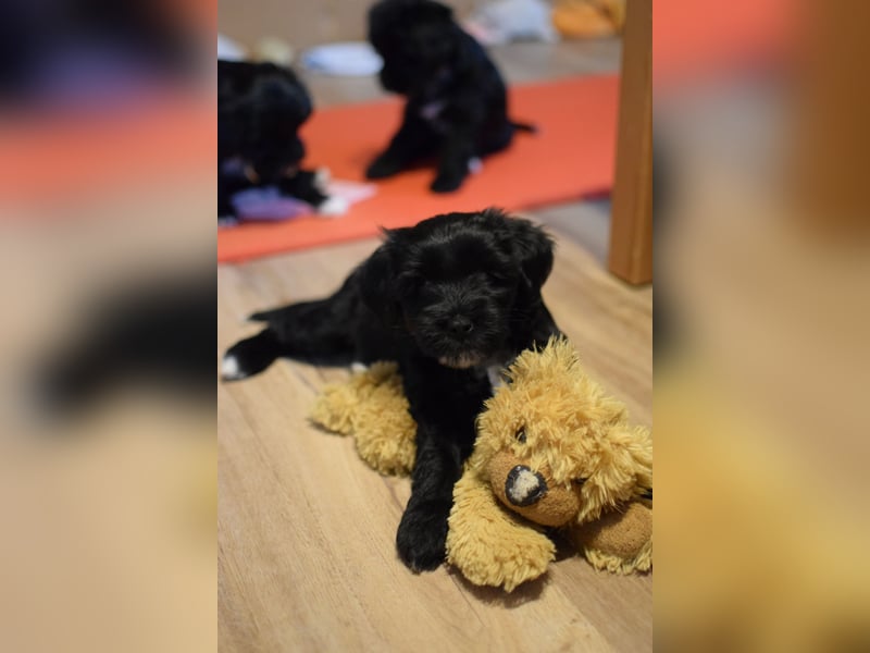 Tibet-Terrier-Welpen mit Stammbaum zu verkaufen