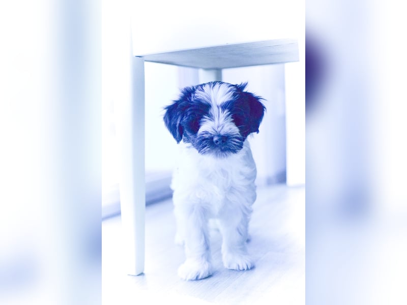 Tibet-Terrier-Welpen mit Stammbaum zu verkaufen