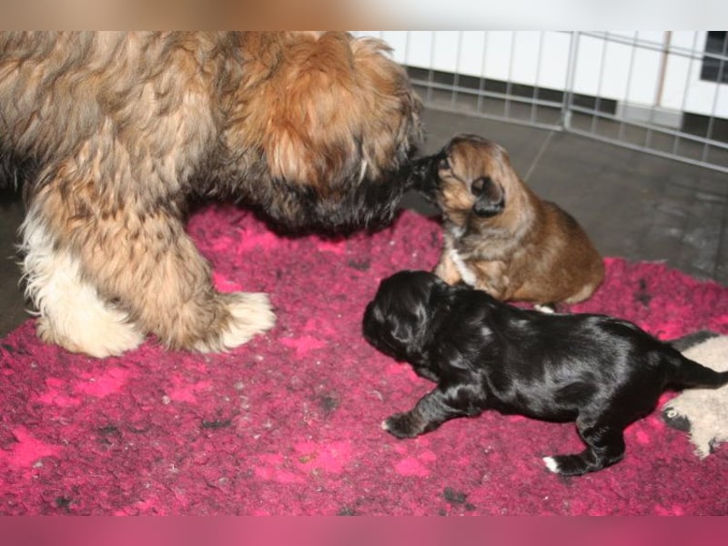 Kirsei-Kra Tibet Terrier Welpen ( VDH / ILT )