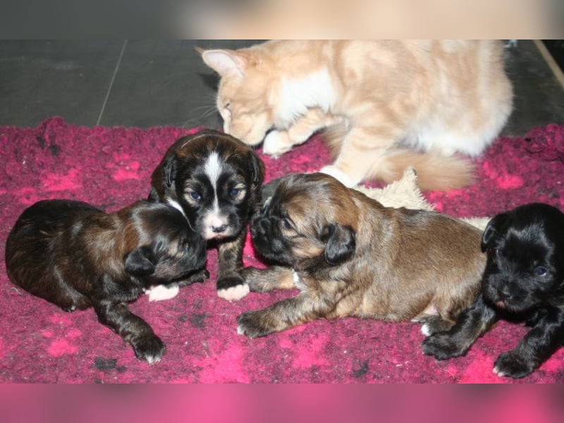 Kirsei-Kra Tibet Terrier Welpen ( VDH / ILT )