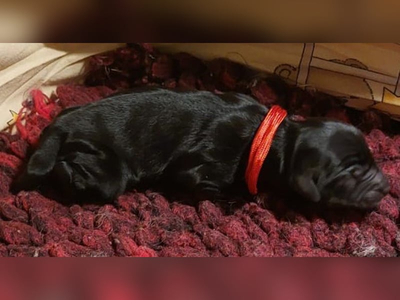 Kirsei-Kra Tibet Terrier Welpen ( VDH / ILT )