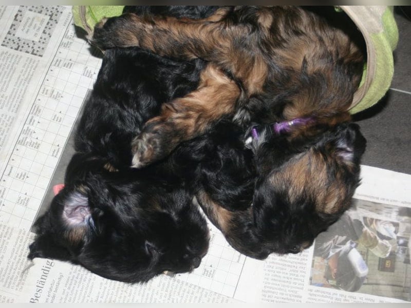 Kirsei-Kra Tibet Terrier Welpen ( VDH / ILT )