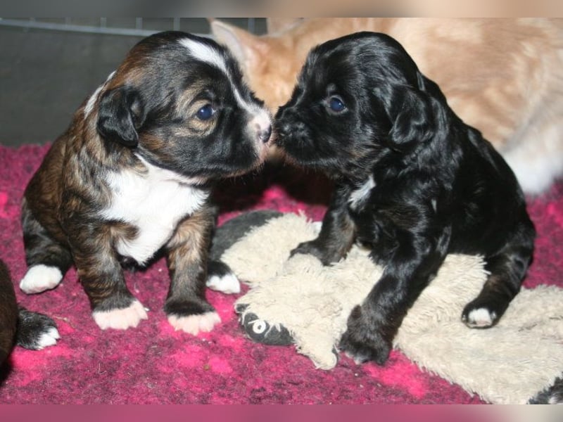 Kirsei-Kra Tibet Terrier Welpen ( VDH / ILT )