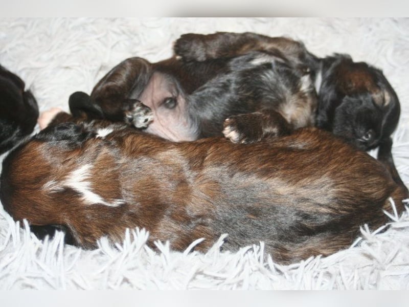 Kirsei-Kra Tibet Terrier Welpen ( VDH / ILT )