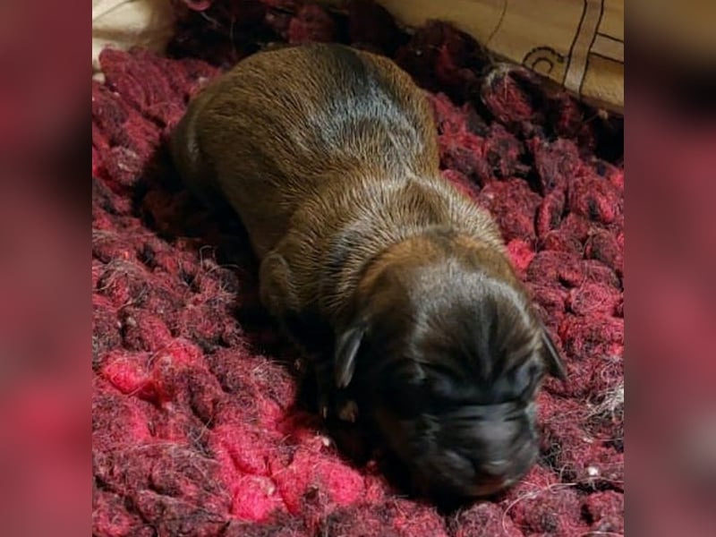 Kirsei-Kra Tibet Terrier Welpen ( VDH / ILT )