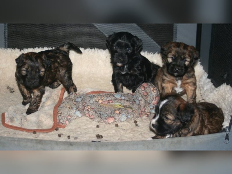 Kirsei-Kra Tibet Terrier Welpen ( VDH / ILT )