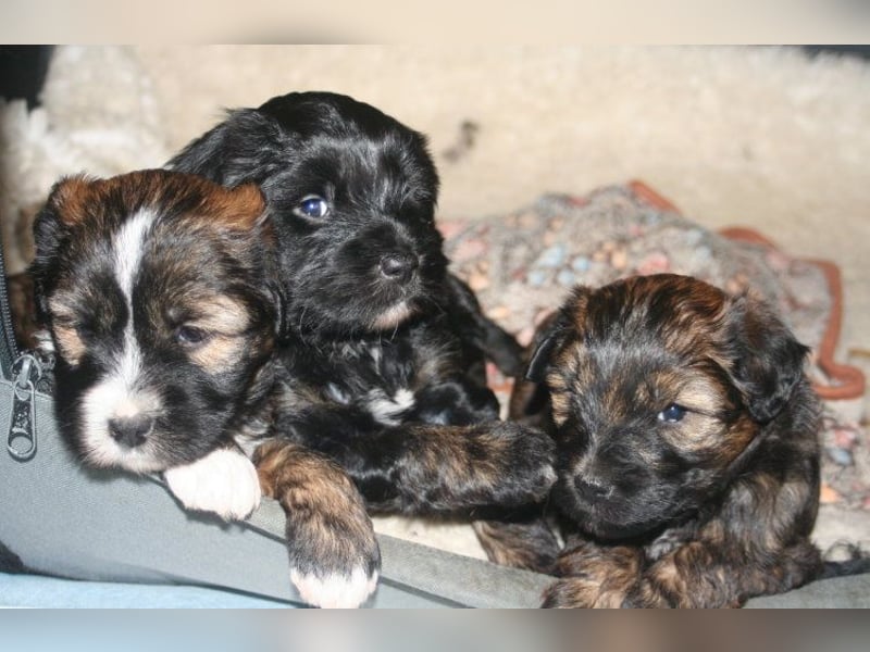 Kirsei-Kra Tibet Terrier Welpen ( VDH / ILT )