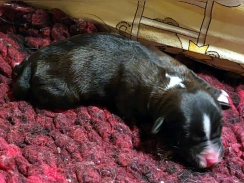 Kirsei-Kra Tibet Terrier Welpen ( VDH / ILT )