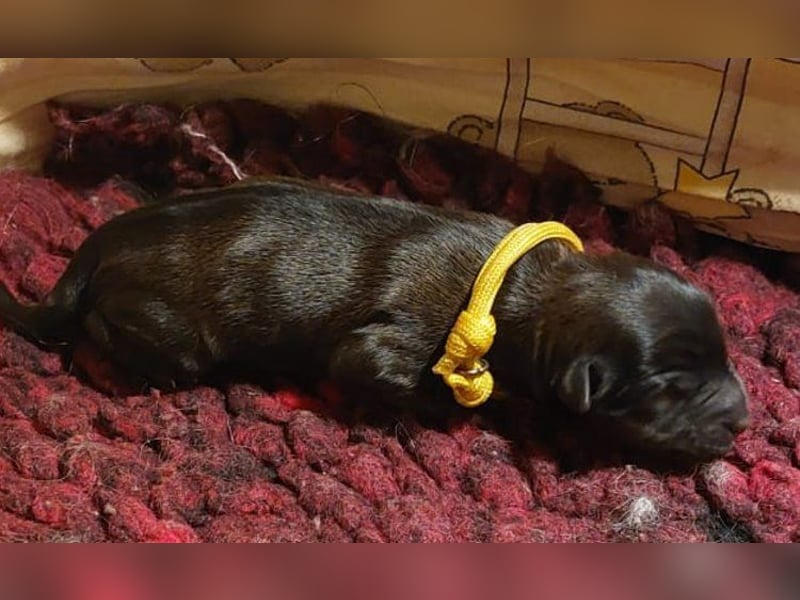 Kirsei-Kra Tibet Terrier Welpen ( VDH / ILT )