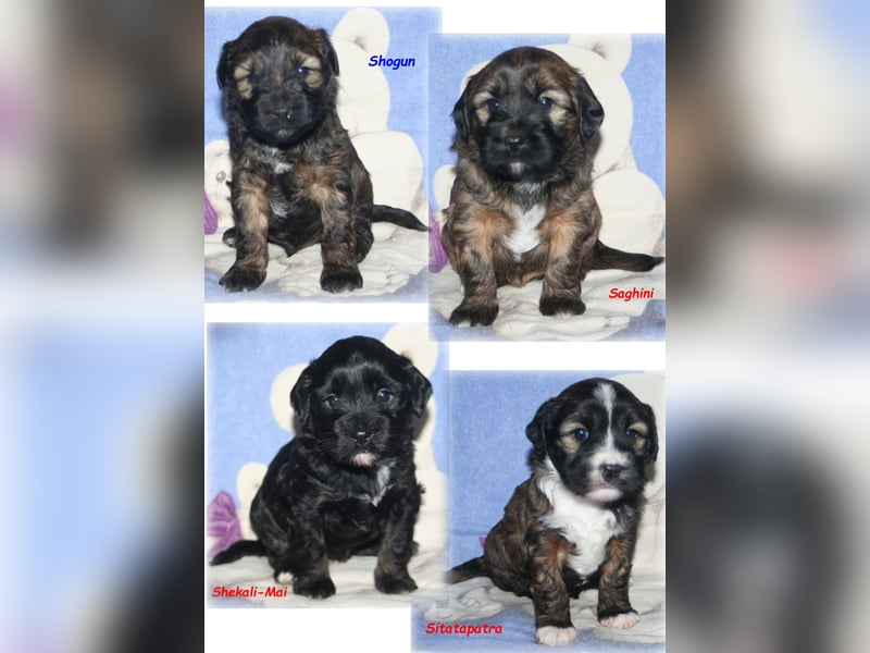 Kirsei-Kra Tibet Terrier Welpen ( VDH / ILT )