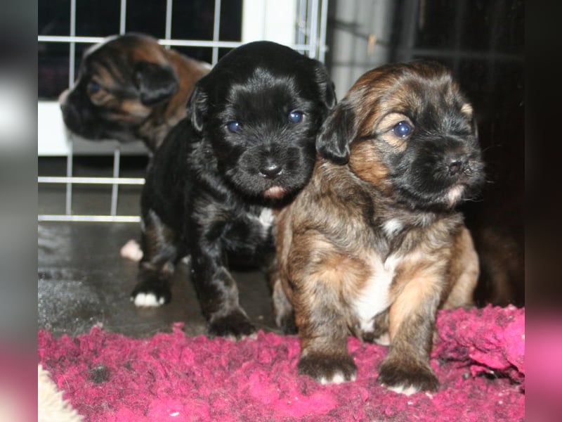 Kirsei-Kra Tibet Terrier Welpen ( VDH / ILT )